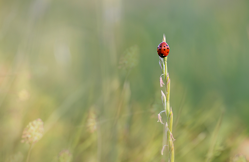 coccinelle