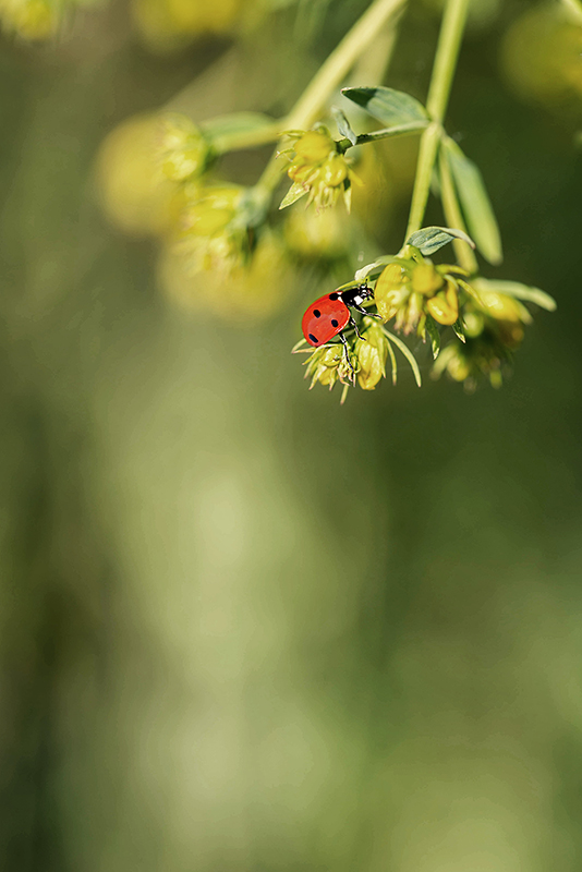 coccinelle