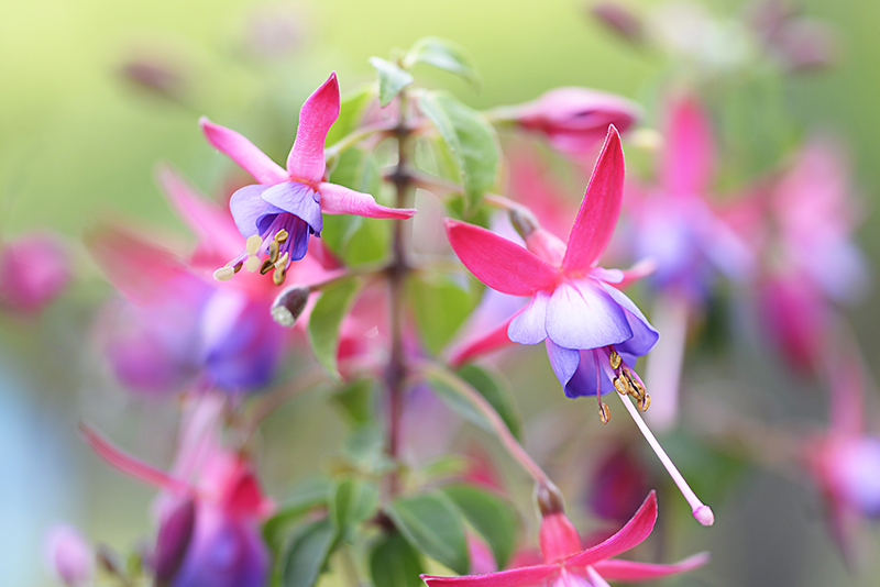 fleurs de fushia rose et violettes