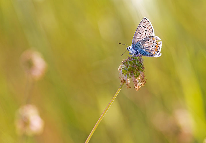 papillon